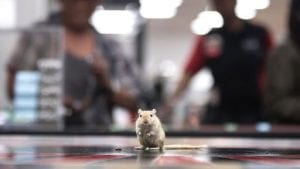 rodent roulette casino game
